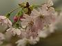 Prunus subhirtella Autumnalis Rosea
